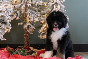 Veronica - Bernedoodle for sale