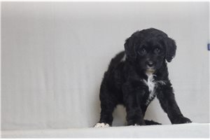 Nancy - Bernedoodle for sale