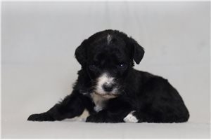 Nanette - Bernedoodle for sale