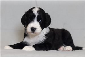 Nick - Bernedoodle for sale