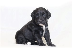 Nancy - Bernedoodle for sale