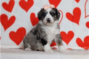 Montana - Bernedoodle, Mini for sale