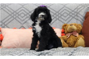 Nanette - Bernedoodle for sale