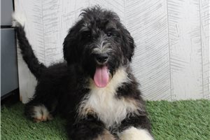 Giada - puppy for sale