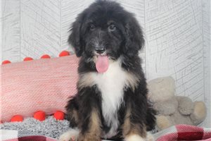 Geneva - puppy for sale
