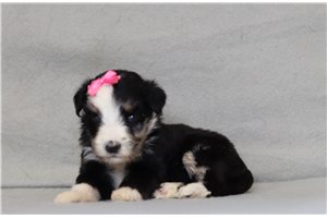 Ember - Bernedoodle for sale