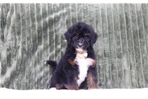 Ernie - Bernedoodle for sale