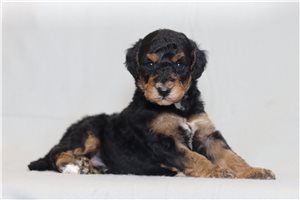 Nico - Bernedoodle for sale