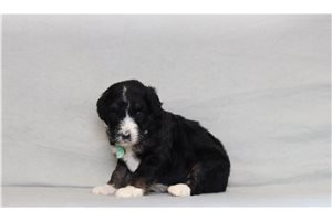 Ernest - Bernedoodle for sale