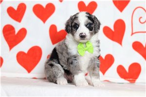 Murdock - Mini Bernedoodle for sale