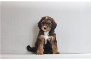 Naomi - Bernedoodle for sale