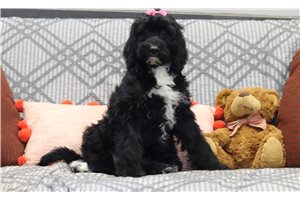 Nancy - Bernedoodle for sale