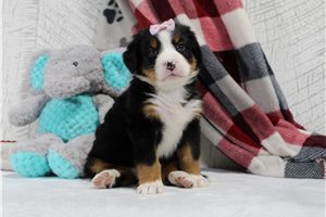 Freya - puppy for sale