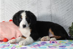 Canyon - Bernese Mountain Dog for sale