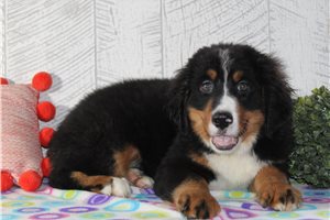 Chester - Bernese Mountain Dog for sale