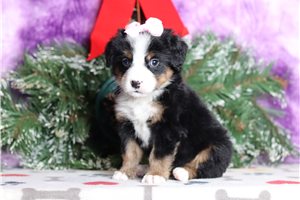 Flora - Bernese Mountain Dog for sale