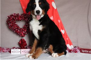 Franklin - Bernese Mountain Dog for sale