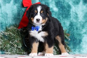 Finn - Bernese Mountain Dog for sale
