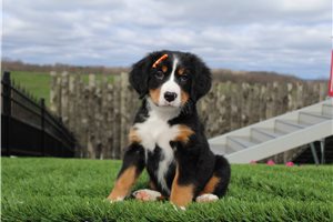 Sally - puppy for sale