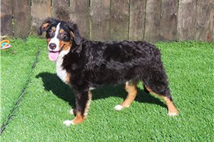 Chad - Bernese Mountain Dog for sale