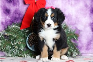 Faye - Bernese Mountain Dog for sale