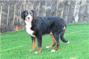 Comet - Bernese Mountain Dog for sale