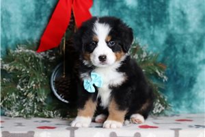 Francisco - Bernese Mountain Dog for sale