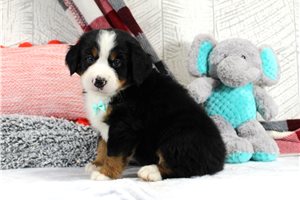 Charles - Bernese Mountain Dog for sale