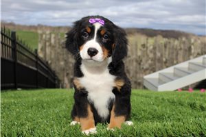 Susie - Bernese Mountain Dog for sale