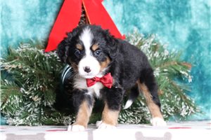 Fernando - Bernese Mountain Dog for sale