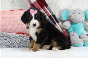 Sierra - puppy for sale