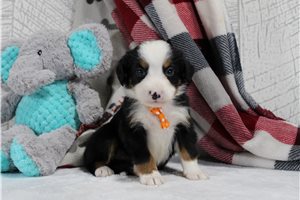Francisco - Bernese Mountain Dog for sale