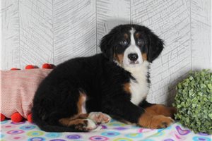 Calamity - Bernese Mountain Dog for sale
