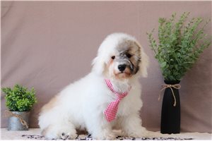 Bernie - Bich-Poo - Bichpoo for sale