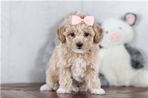 Penny - Bich-Poo - Bichpoo for sale