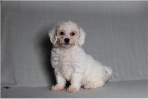 Faith - Bich-Poo - Bichpoo for sale