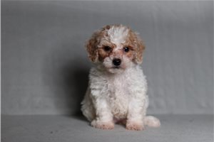 Flora - Bich-Poo - Bichpoo for sale