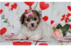 Blip - Bich-Poo - Bichpoo for sale