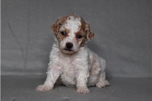 Flora - Bich-Poo - Bichpoo for sale