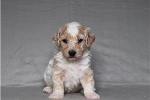 Fletcher - Bich-Poo - Bichpoo for sale