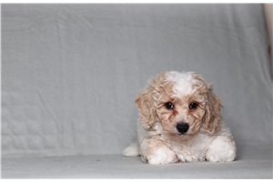 Fletcher - Bich-Poo - Bichpoo for sale