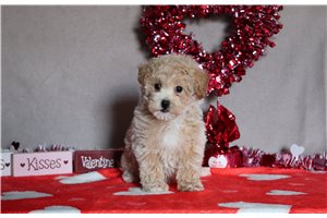 Priscilla - Bich-Poo - Bichpoo for sale