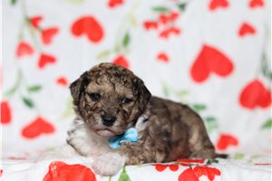 Bertie - Bich-Poo - Bichpoo for sale