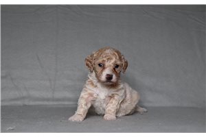 Filly - Bich-Poo - Bichpoo for sale