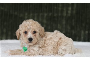 Digby - Bich-Poo for sale
