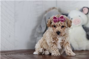 Paris - Bich-Poo - Bichpoo for sale