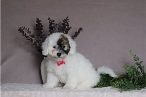 Bernie - Bich-Poo - Bichpoo for sale