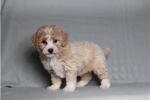 Farrah - Bich-Poo - Bichpoo for sale