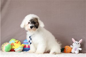 Bernie - Bich-Poo - Bichpoo for sale