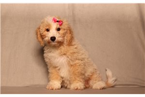 Fallon - Bich-Poo - Bichpoo for sale